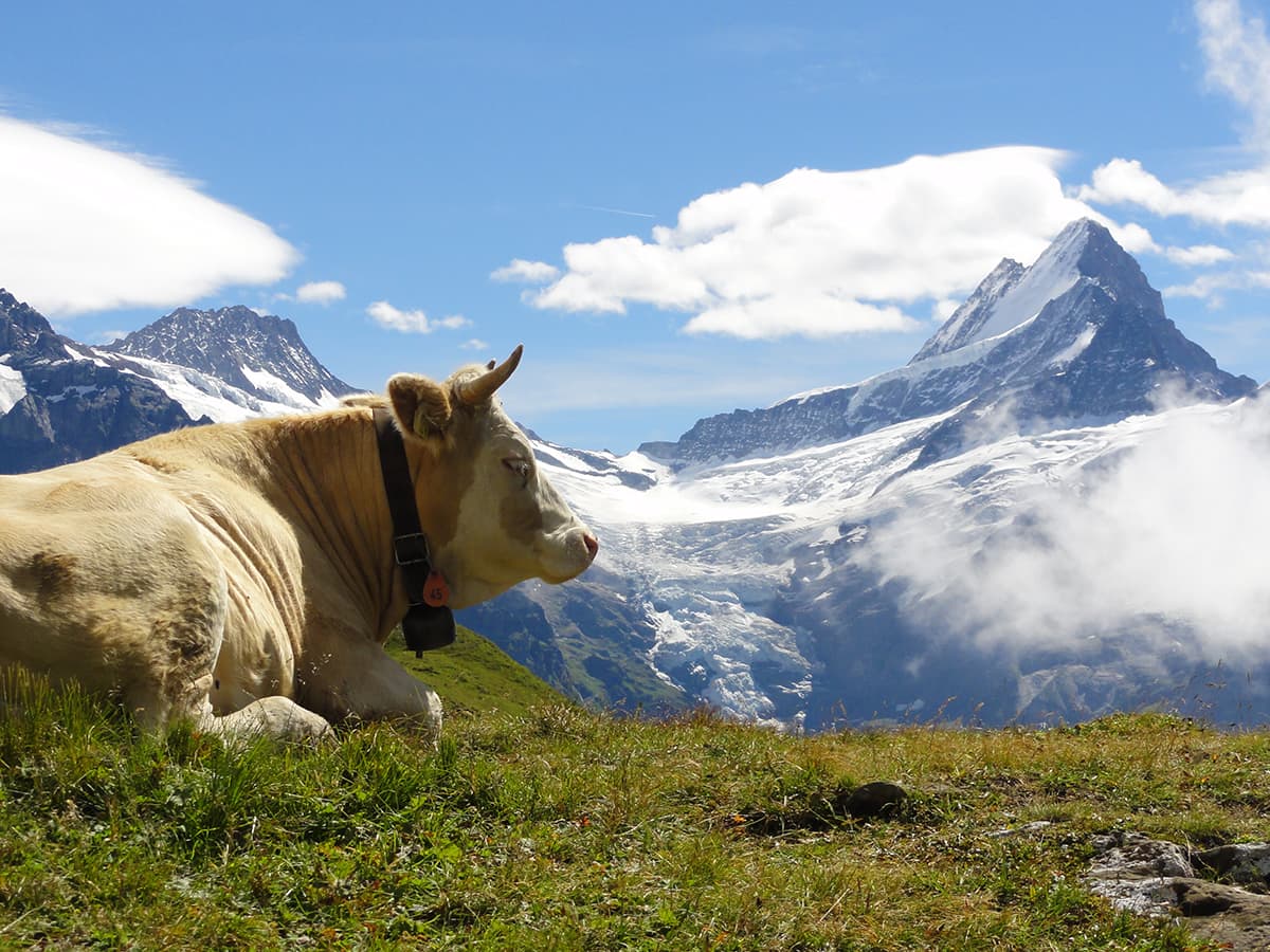 スイスの牛とアルプスと